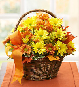 Fall Daisy Dream
