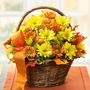 Fall Daisy Dream